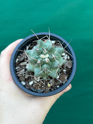 Thelocactus rinconensis ssp rinconensis