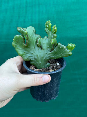 Euphorbia alluaudii crest