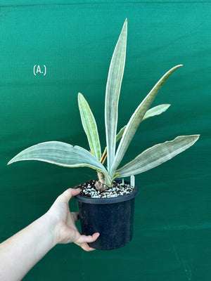 Sansevieria ‘Siam Silver’
