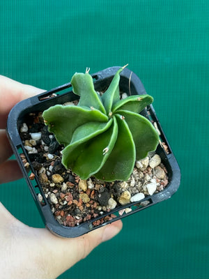 Astrophytum myriostigma kohyo