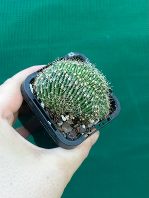 Echinopsis hybrid crest