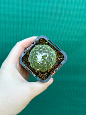 Copiapoa hypogea