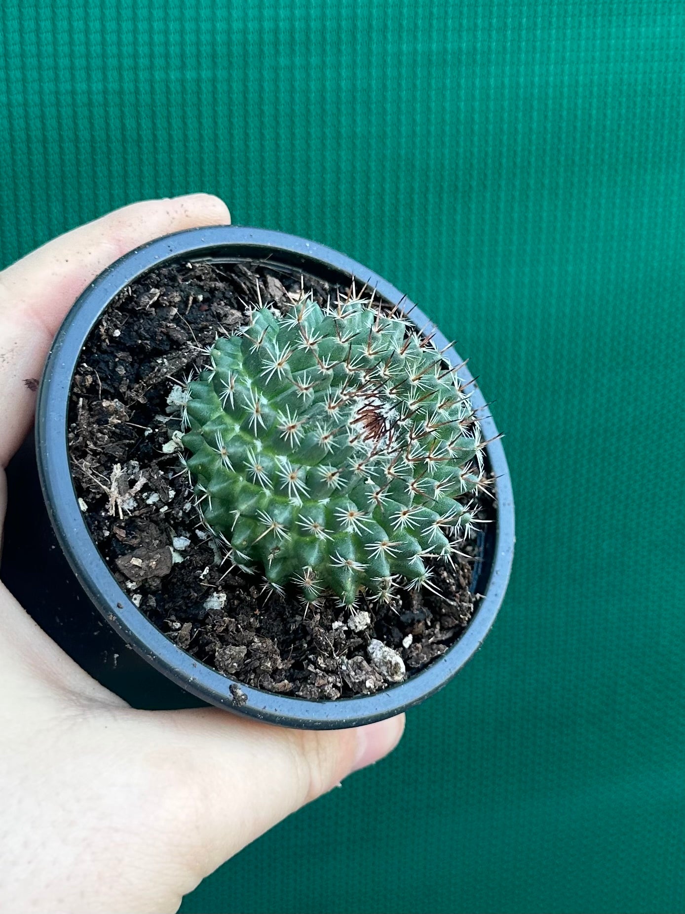 Mammillaria chioncephala