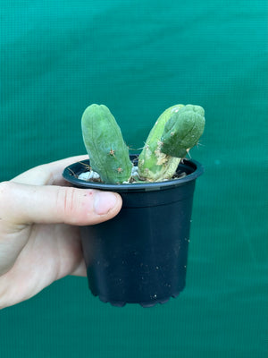 Trichocereus bridgesii