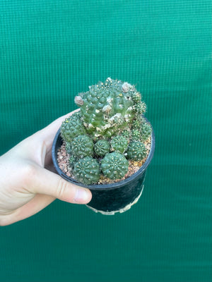 Lobivia arachnacantha hybrid
