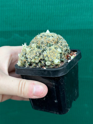 Mammillaria dumetorum