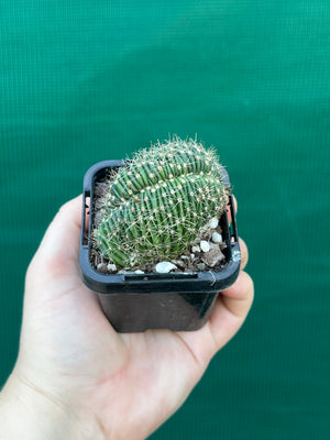 Echinopsis hybrid crest
