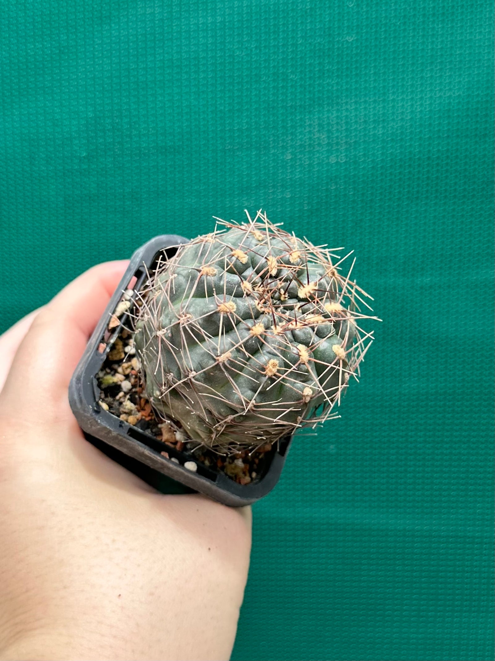 Gymnocalycium schroederianum