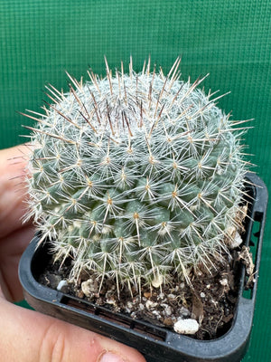 Mammillaria hahniana