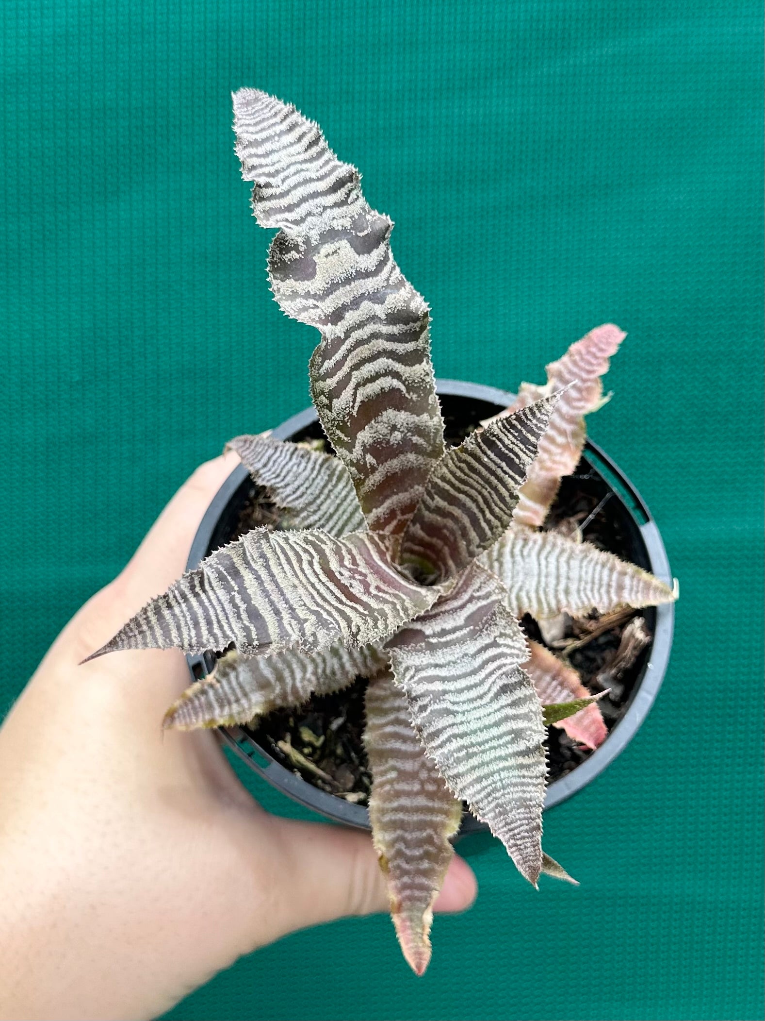 Cryptanthus
