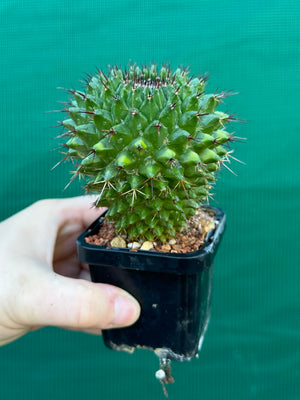 Mammillaria mystax