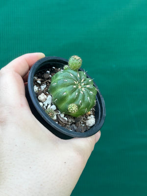 Matucana polzii