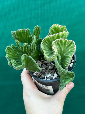 Stapelia leendertziae crest