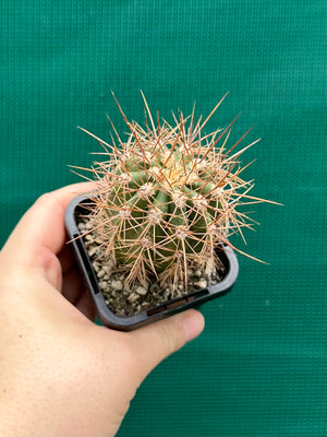 Trichocereus pasacana
