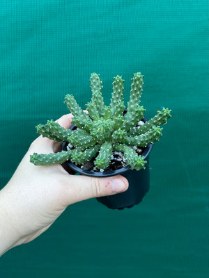 Euphorbia inermis