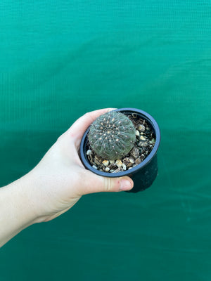Gymnocalycium taningaense