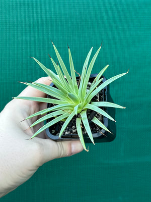 Agave stricta ‘Nana’