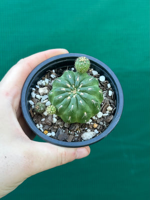 Matucana polzii