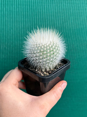 Parodia scopa