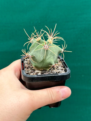 Ferocactus histrix