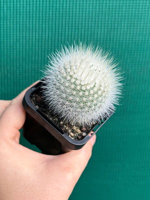 Parodia scopa