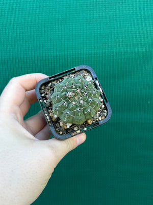 Gymnocalycium pseudoragonesii