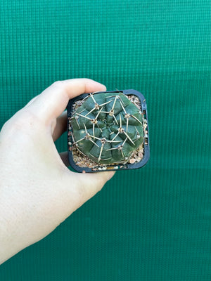 Gymnocalycium guerkeanum