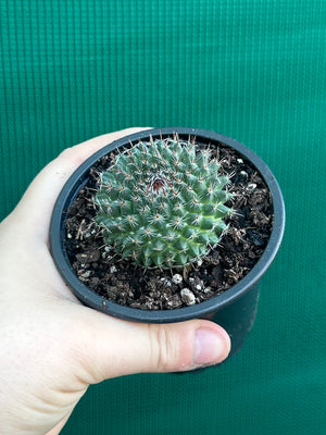 Mammillaria chioncephala