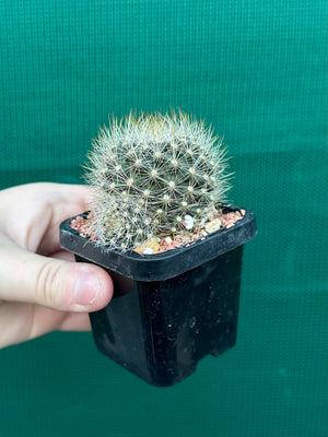 Rebutia aureiflora