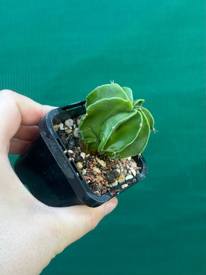 Astrophytum myriostigma kohyo