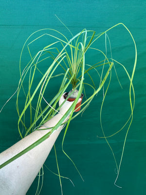 Pony Tail Palm