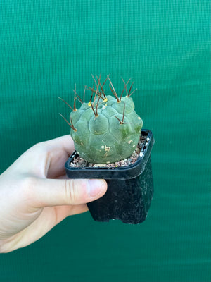Matucana madisonorum