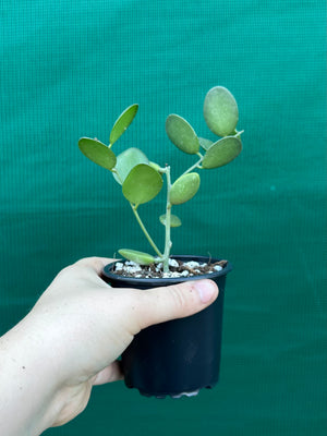 Silver Dollar Vine