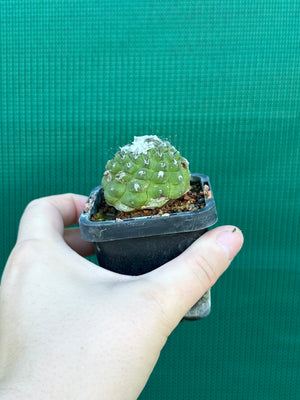 Copiapoa hypogea