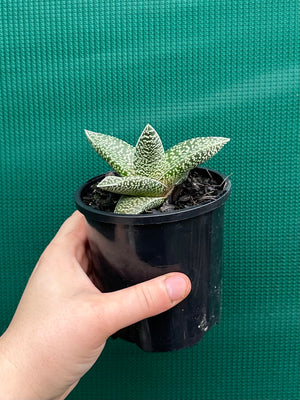 Gasteria ‘White Spot’