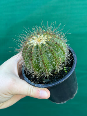 Parodia magnifica