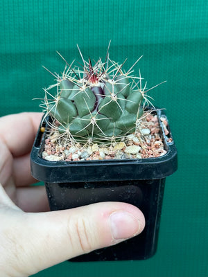 Thelocactus freudenbergeri