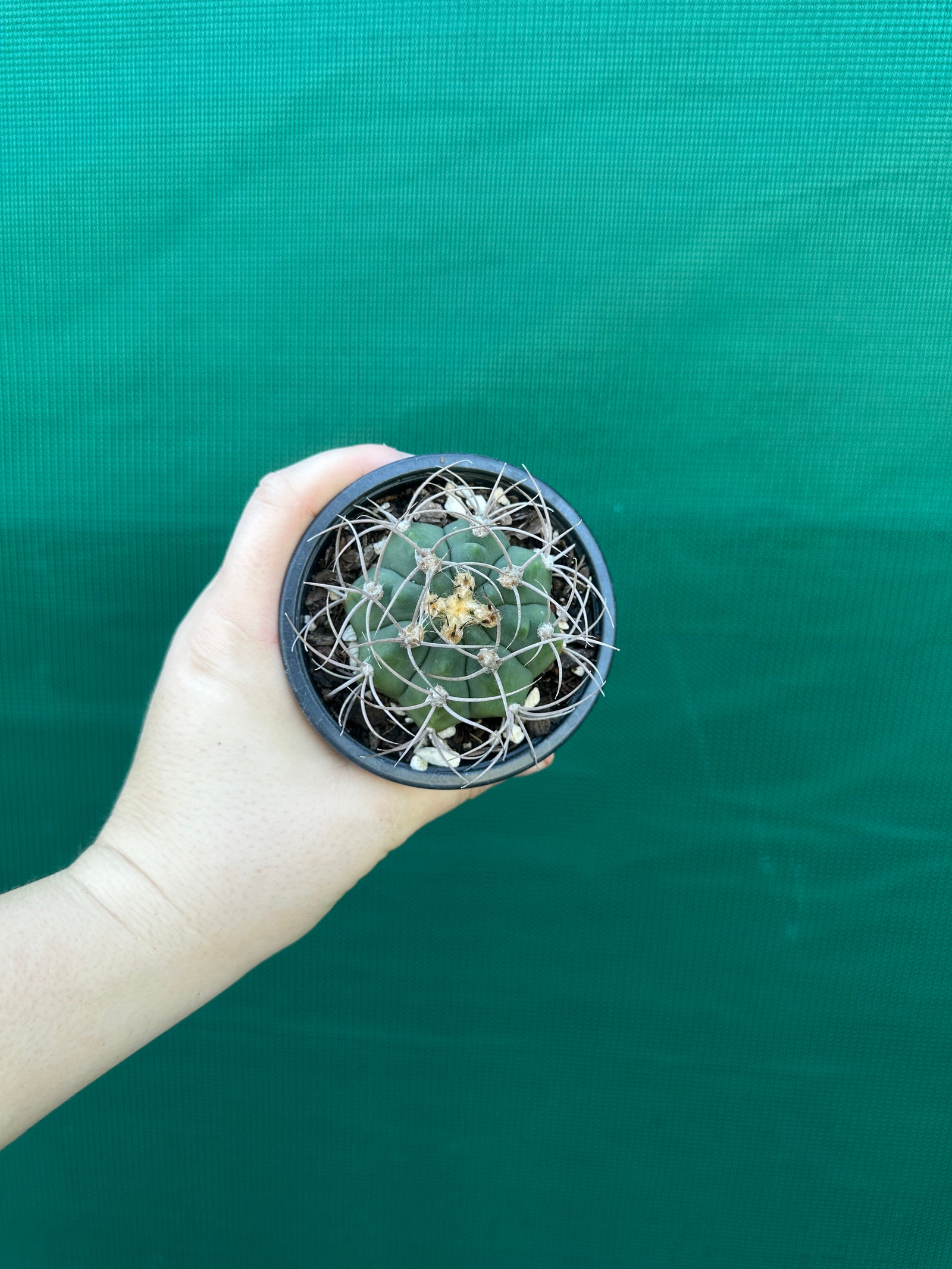 Gymnocalycium accorugatum