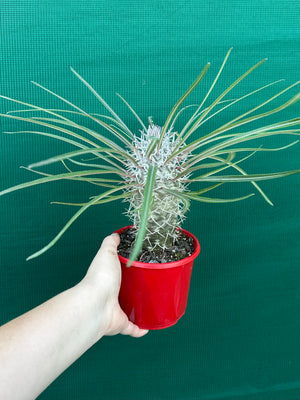 Pachypodium geayi
