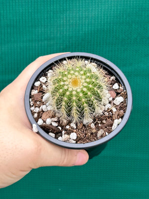 Parodia warasii
