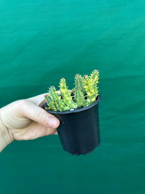 Huernia Zebrina variegated