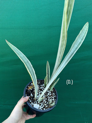 Sansevieria ‘Siam Silver’