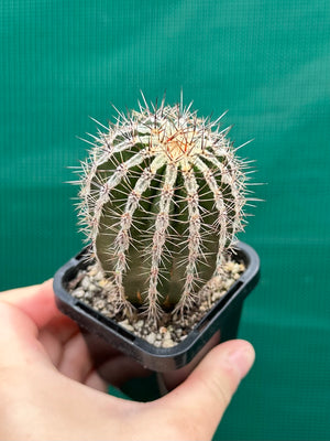 Echinopsis haku jo