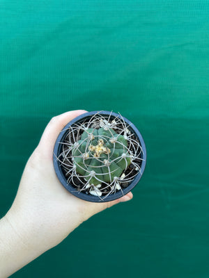 Gymnocalycium accorugatum