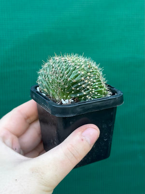 Echinopsis hybrid crest