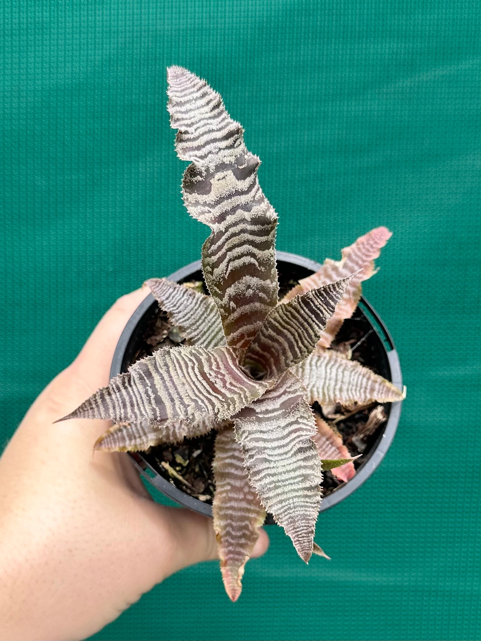 Cryptanthus