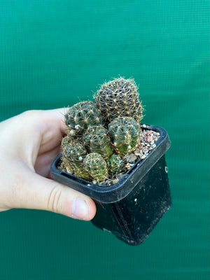 Lobivia arachnacantha