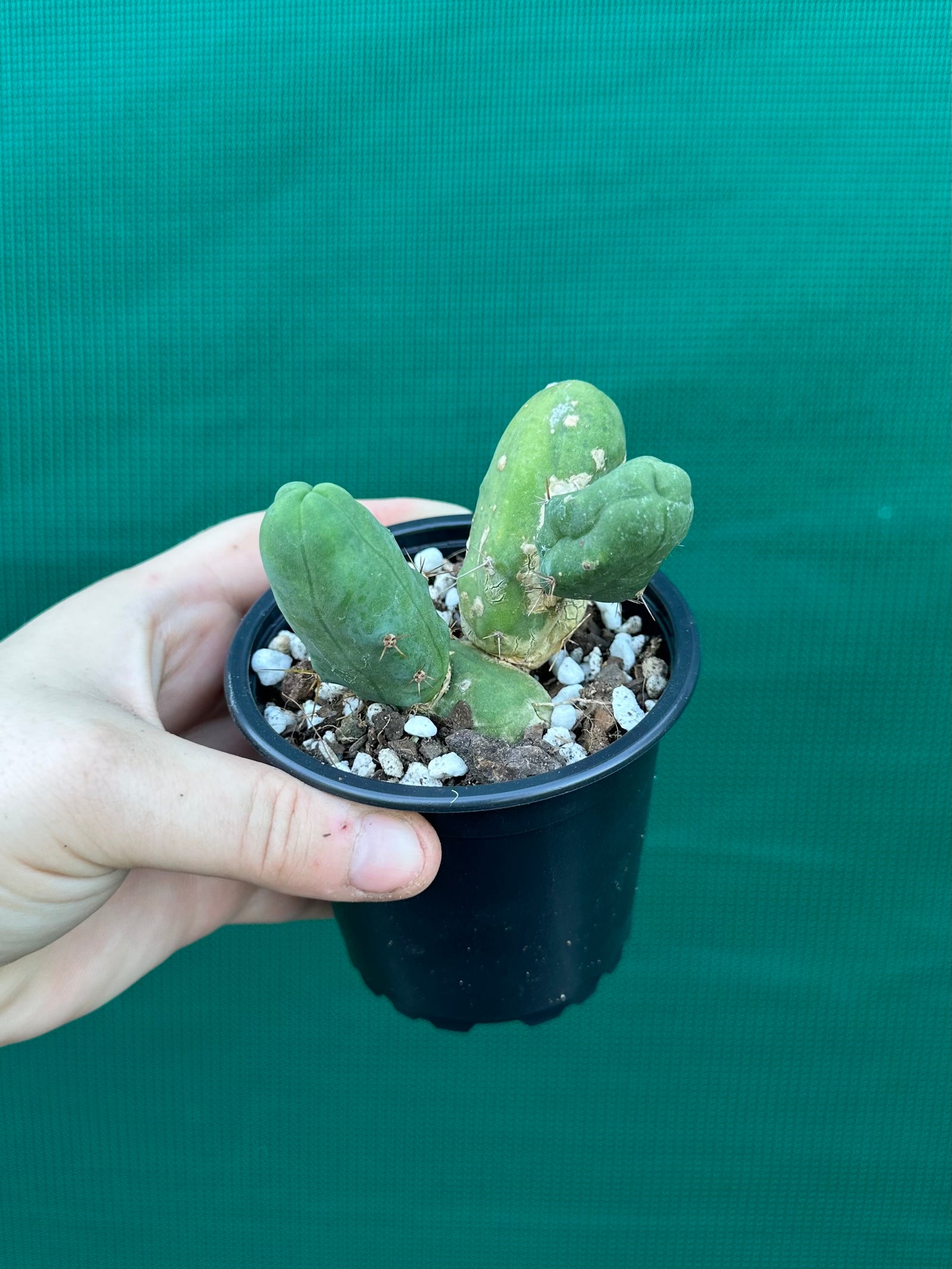 Trichocereus bridgesii