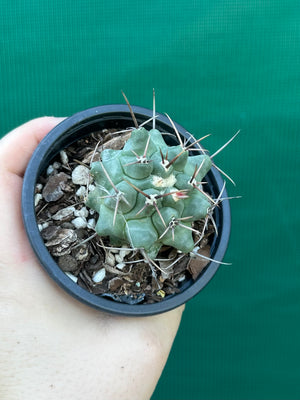 Thelocactus rinconensis ssp rinconensis