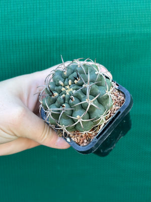 Gymnocalycium delaetii